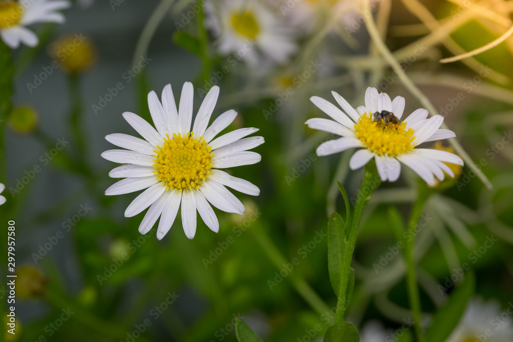 Little white daisy flower with green bokeh Little white daisy flower with green bokeh