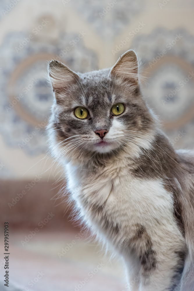 Cats in Morocco