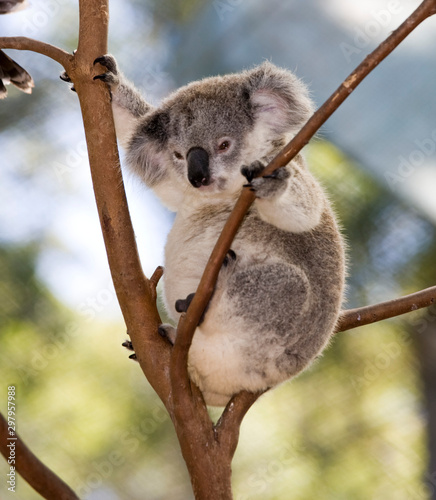 Photography koala bear in tree