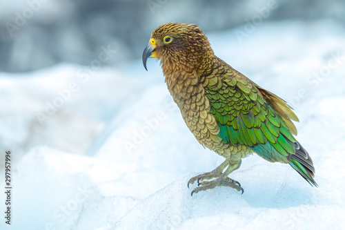 Kea on ice photo