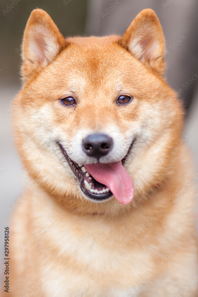 Happy Dog Shiba