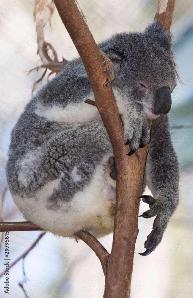 Fototapeta premium koala bear in tree
