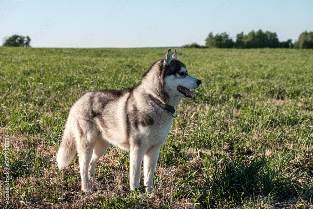dog breed husky stuck out his tongue and looks to the right standing on the field in the evening