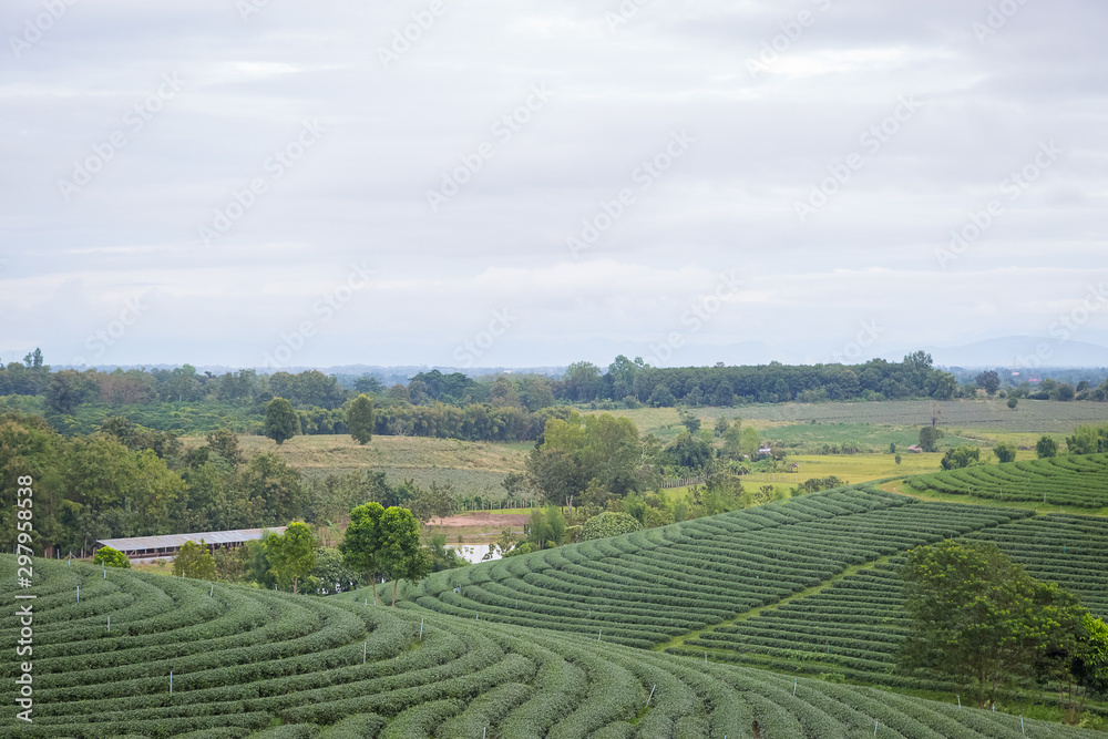 Organic tea plantation