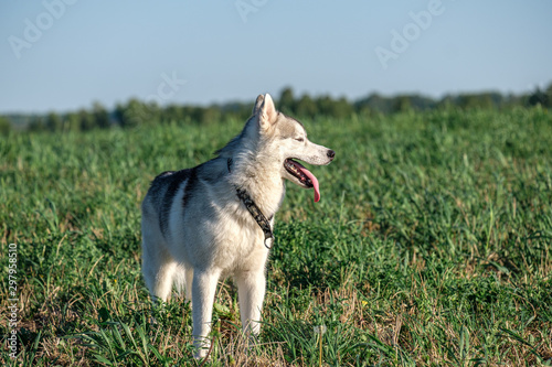 light dog breed husky breathing heavily on a green field in the summer evening with a collar