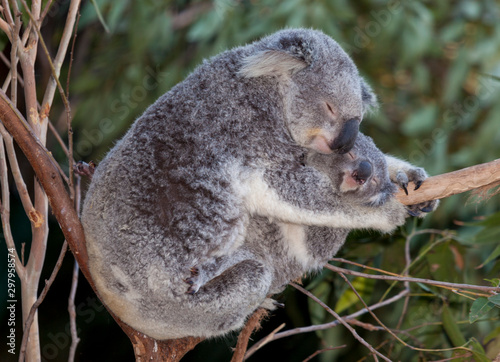 Photography koala mum and baby