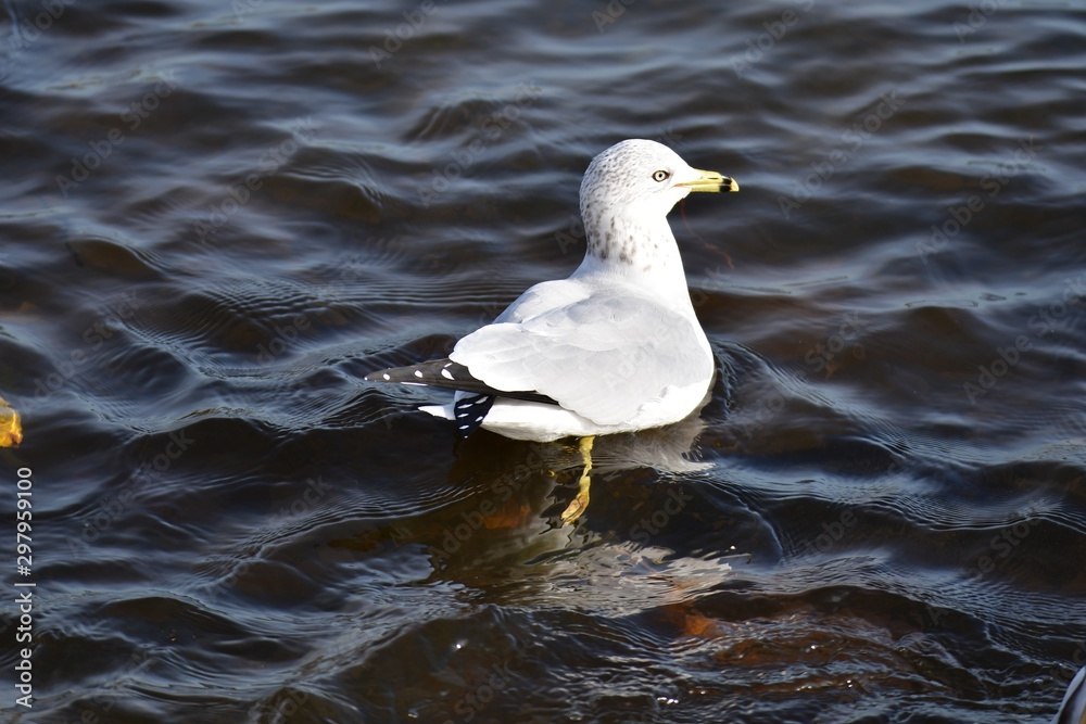 A closeup of a Ring-billed Gull swimming in the lake. BC Canada A closeup of a Ring-billed Gull swimming in the lake. BC Canada