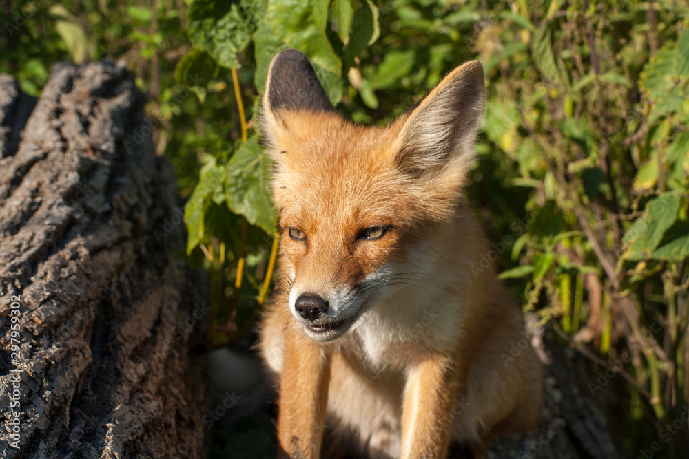 red fox