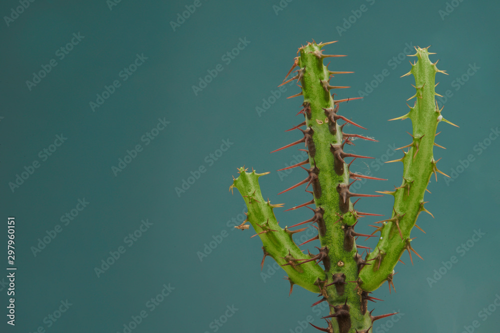 close up cactus isolated on green background