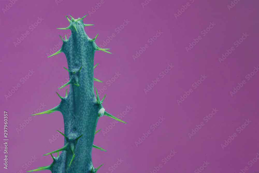 close up cactus isolated on purple background