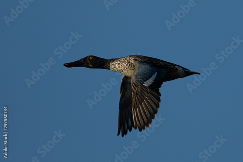  Male Northern shoveler, flying in beautiful light in North California