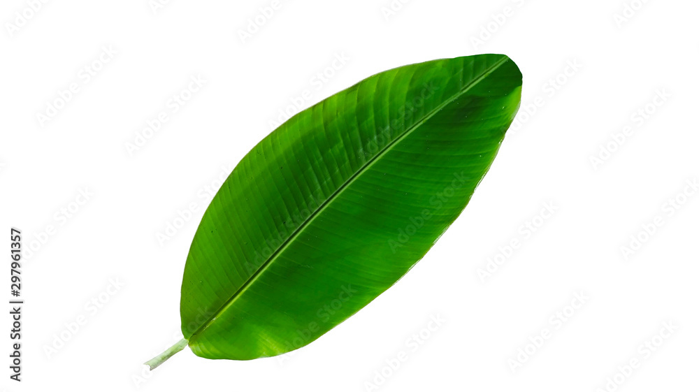 Fototapeta premium banana green leaf isolated on white background