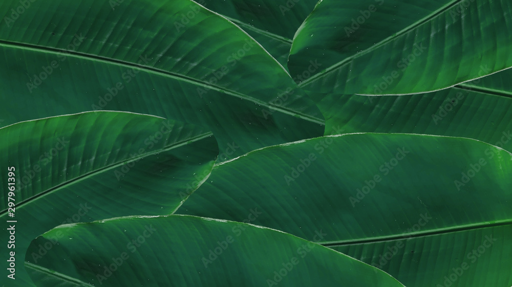 Obraz premium banana green leaf for background texture