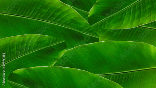 banana green leaf for background texture