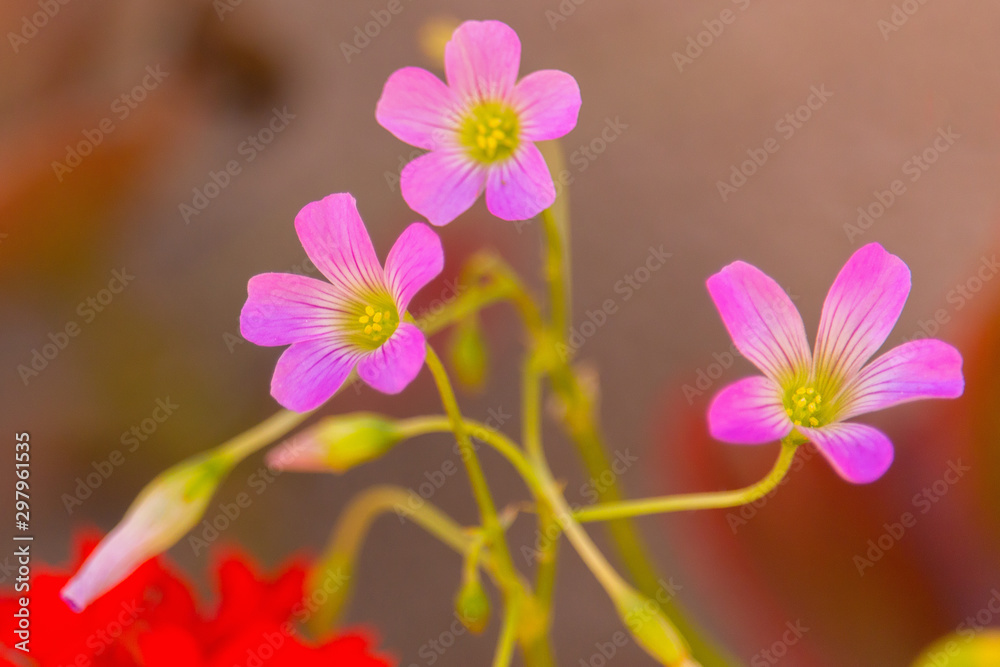 detail of 3 pink flowers