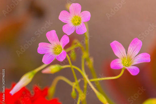 detail of 3 pink flowers