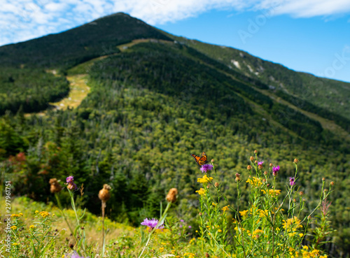 Canvas Print Butterfly in front of Adirondack Whiteface 5th largest mountain in New York Stat