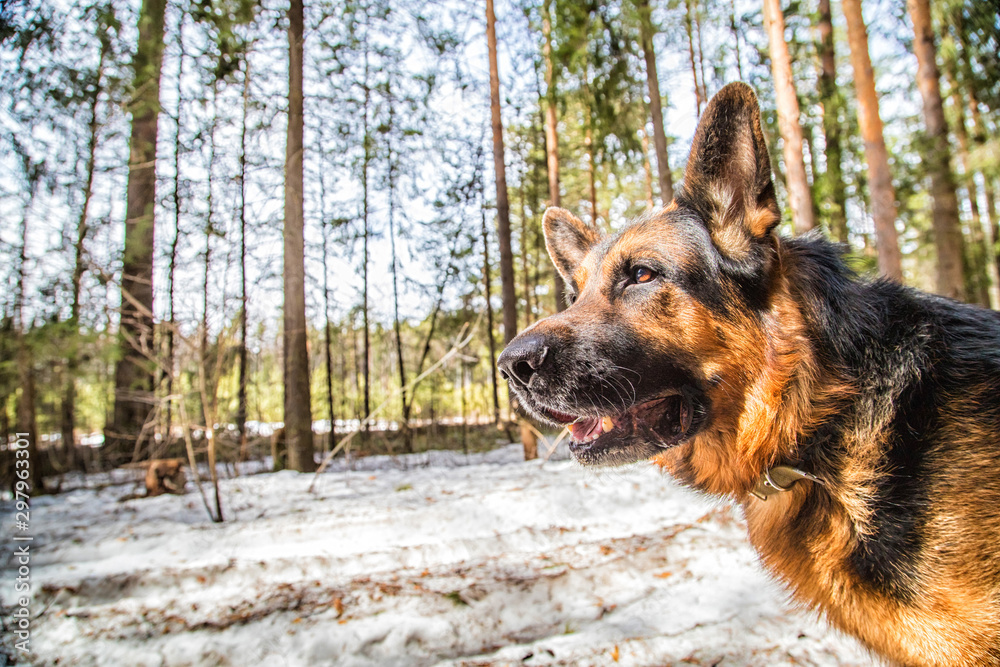 Dog German Shepherd in the forest in an early spring Dog German Shepherd in the forest in an early spring