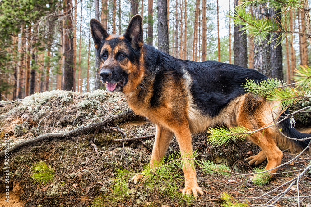 Dog German Shepherd in the forest in an early spring