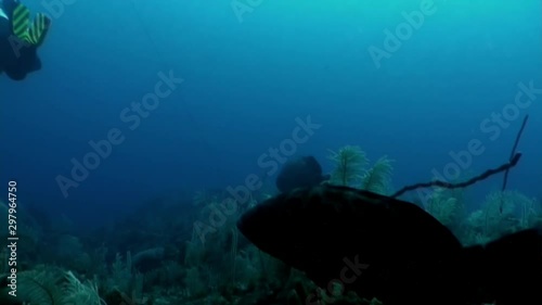 Wallpaper Mural Grouper fish grouper near people diver in underwater Caribbean Sea. Concept of diversity of fish species and marine, inhabitants in tropical life of underwater wildlife, wild nature of sea lagoon. Torontodigital.ca