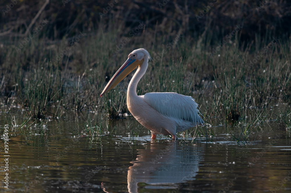 Rosy Pelican in morning light seen near Jamnagar,Gujarat,India Rosy Pelican in morning light seen near Jamnagar,Gujarat,India