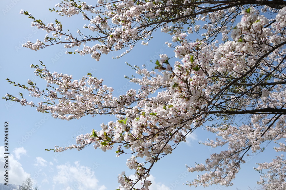 branch of pink sakura flower in japan on winter season,blue sky with cloud background.