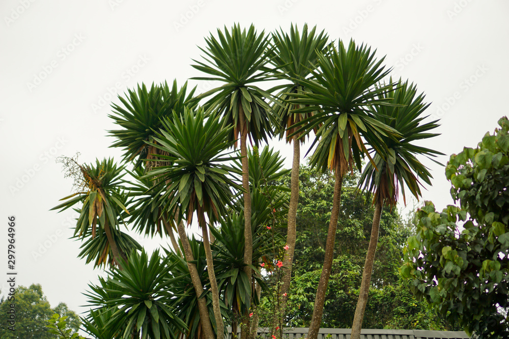 Obraz premium Five trees are arranged like a fan in the fog.