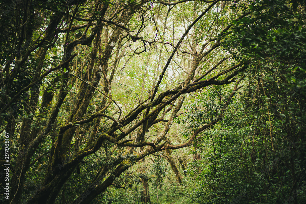 Fototapeta premium Forests are viewed from high have many fog Kilimanjaro Mountain
