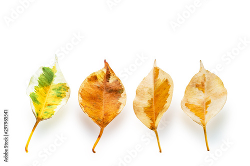 Obraz na plátne Dry Dropped White, Green, Yellow and Brown Variegated Leaves of Weeping Fig or Ficus Benjamina, a Plant of Moraceae Family