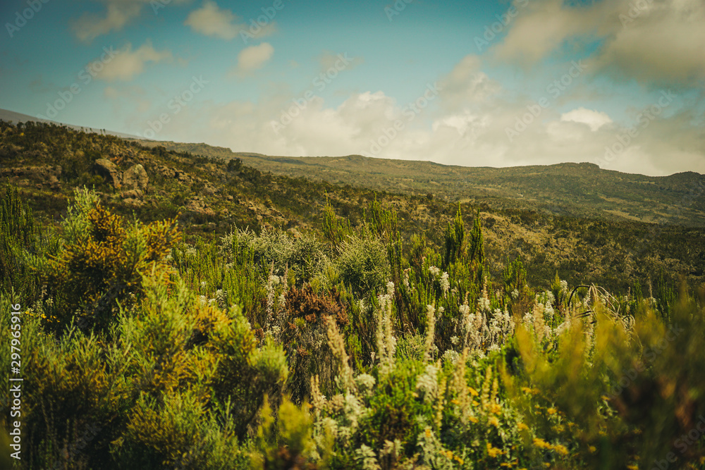 Forests are viewed from high have many fog Kilimanjaro Mountain