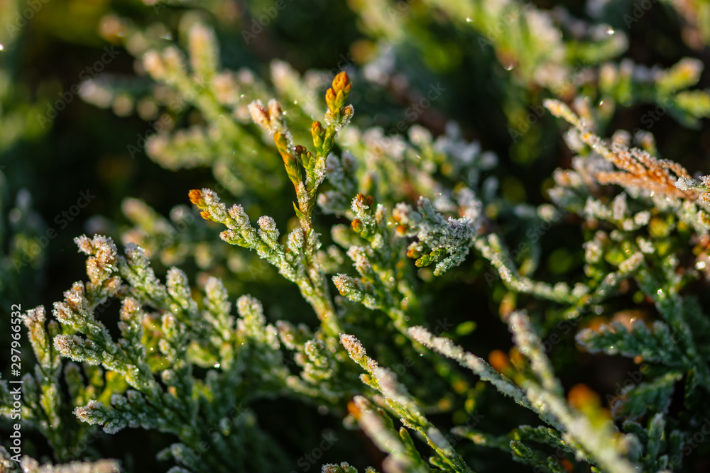 green young thuja branches covered with hoarfrost on blurred background, close view green young thuja branches covered with hoarfrost on blurred background, close view