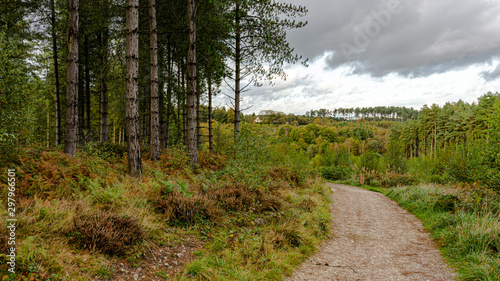 Landscape picture in Cannock Chase showing forest photo