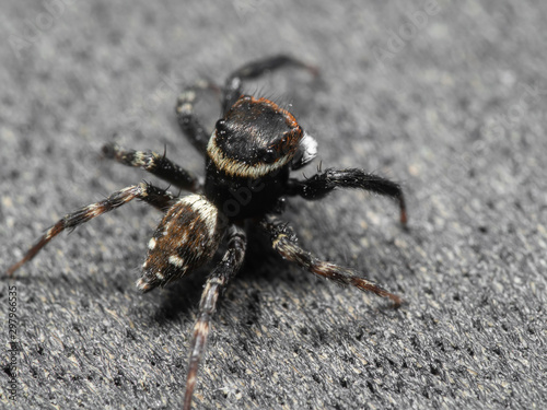Macro Photo of Jumping Spider on The Floor