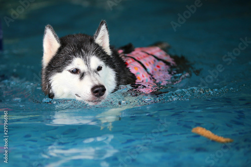 Siberian Husky black and white colours wear life jacket and swim in swimming pool. Dog swimming.