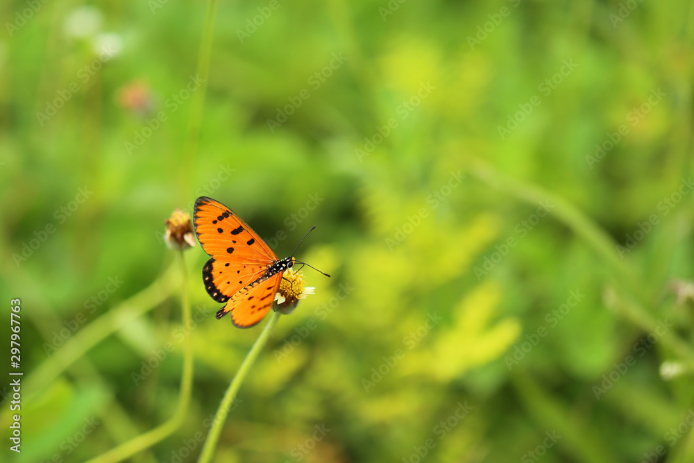 Colourful butterfly with green leaves background. Colourful butterfly with green leaves background.