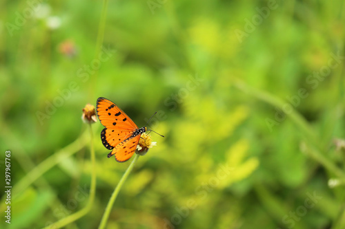 Colourful butterfly with green leaves background.