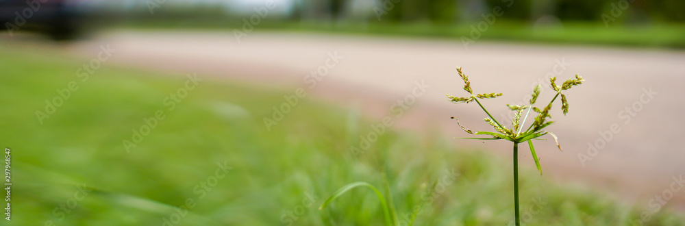 Banner size,Roadside flowers with blurred roads in the background Banner size,Roadside flowers with blurred roads in the background
