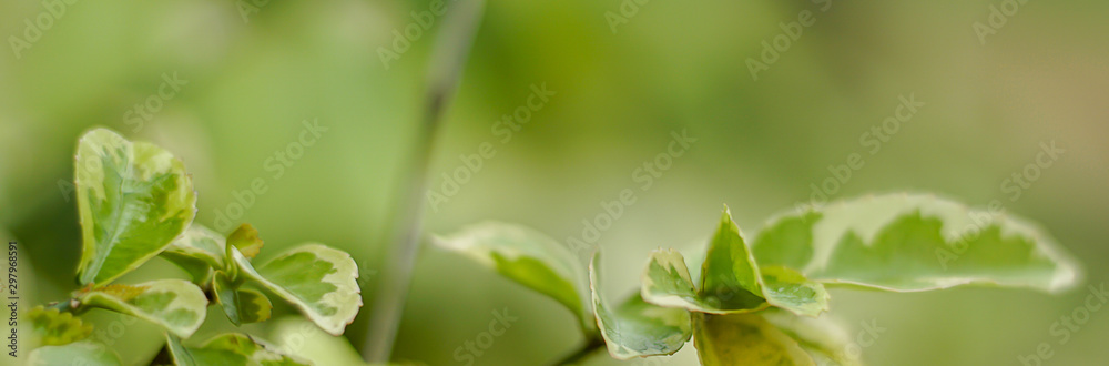 Natural banner, green leaves in the garden. Natural banner, green leaves in the garden.