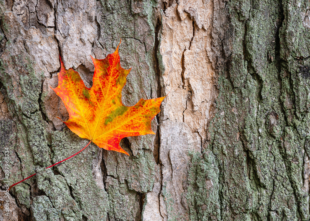 Colorful autumn maple leaf against tree bark Colorful autumn maple leaf against tree bark