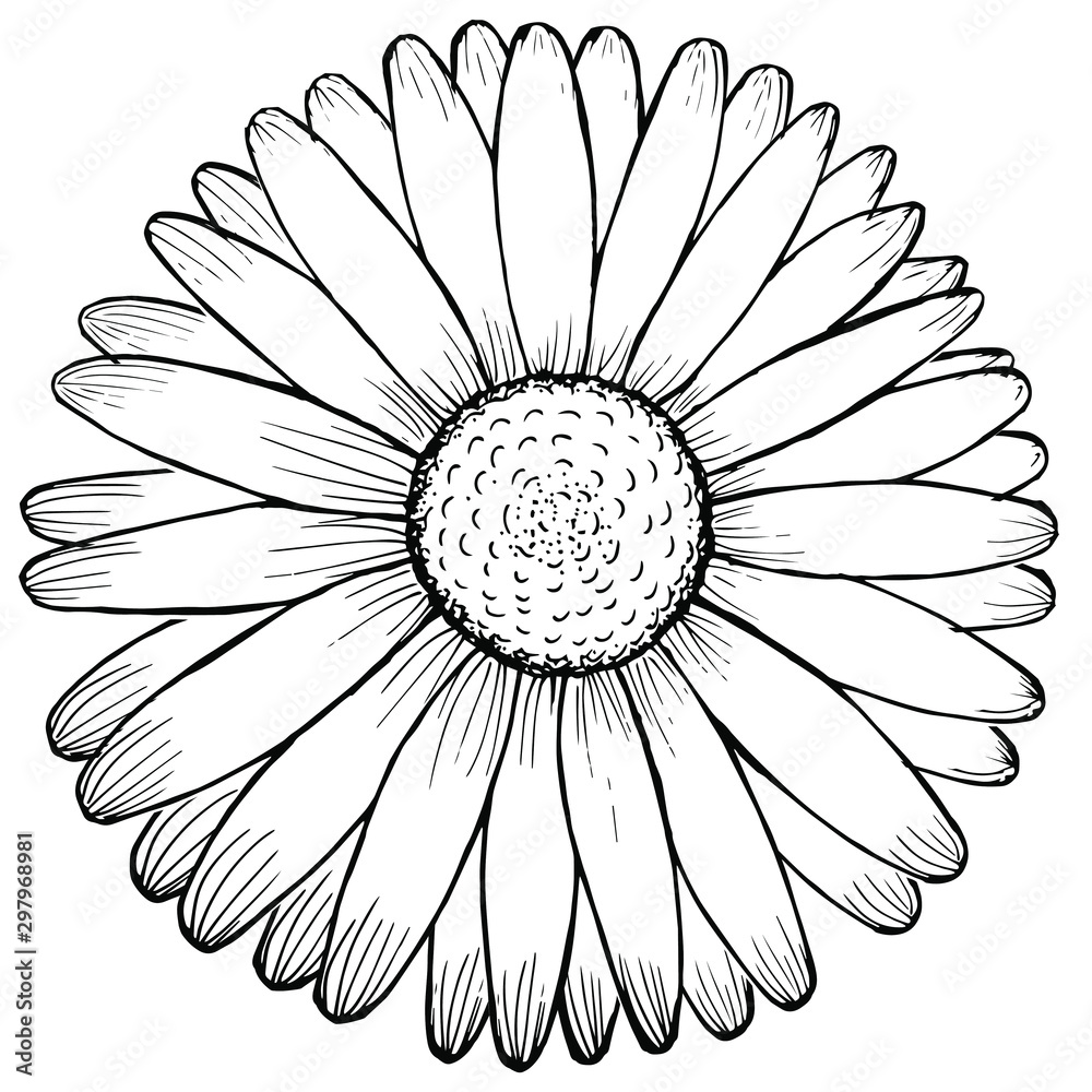 Easy Flower Sketches Stock Illustrations – 114 Easy Flower Sketches Stock  Illustrations, Vectors & Clipart - Dreamstime