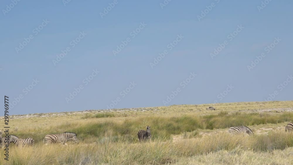 herd of zebras graze in the Kalahari desert on a blue sky background, South Africa herd of zebras graze in the Kalahari desert on a blue sky background, South Africa