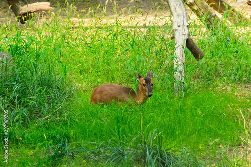 Reeves's muntjac (Muntiacus reevesi), also known as Chinese muntjac