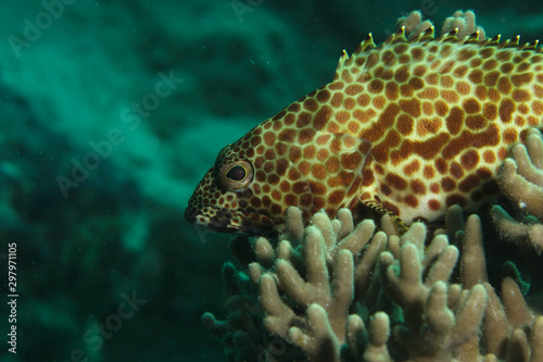 Fish from the coral reef in Sipadan, Borneo
