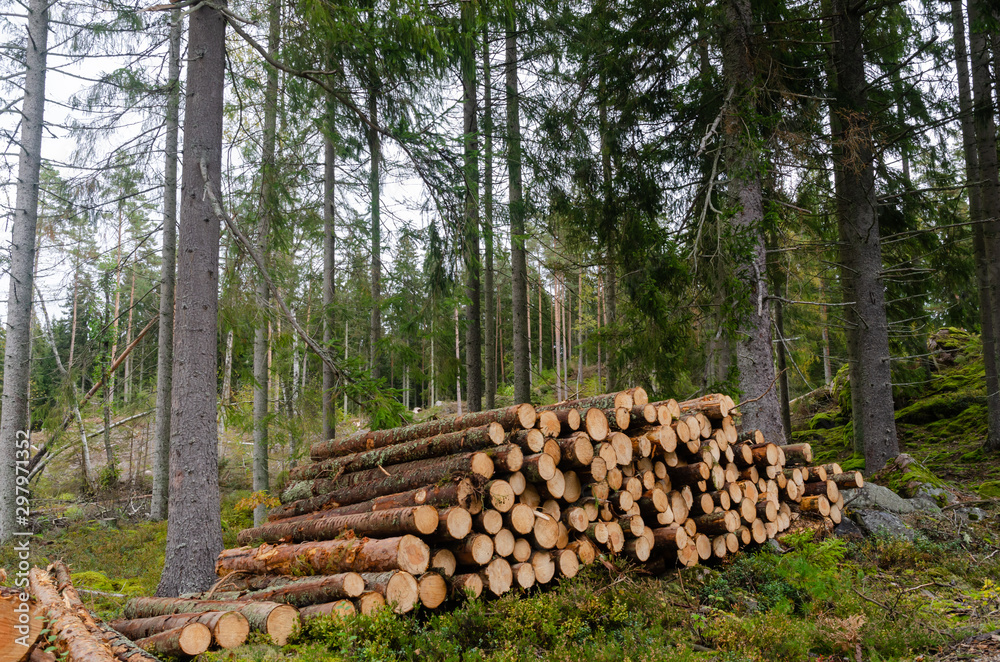 Woodpile in a green coniferous forest
