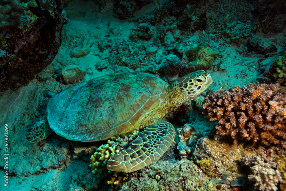 Fototapeta premium Sea turtle resting from the Sipadan coral reef, Borneo