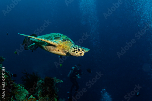 Sea turtle resting on the sea bottom, Sipadan, Borneo