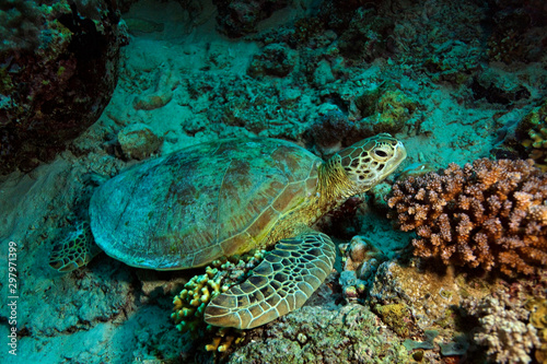 Sea turtle resting from the Sipadan coral reef, Borneo