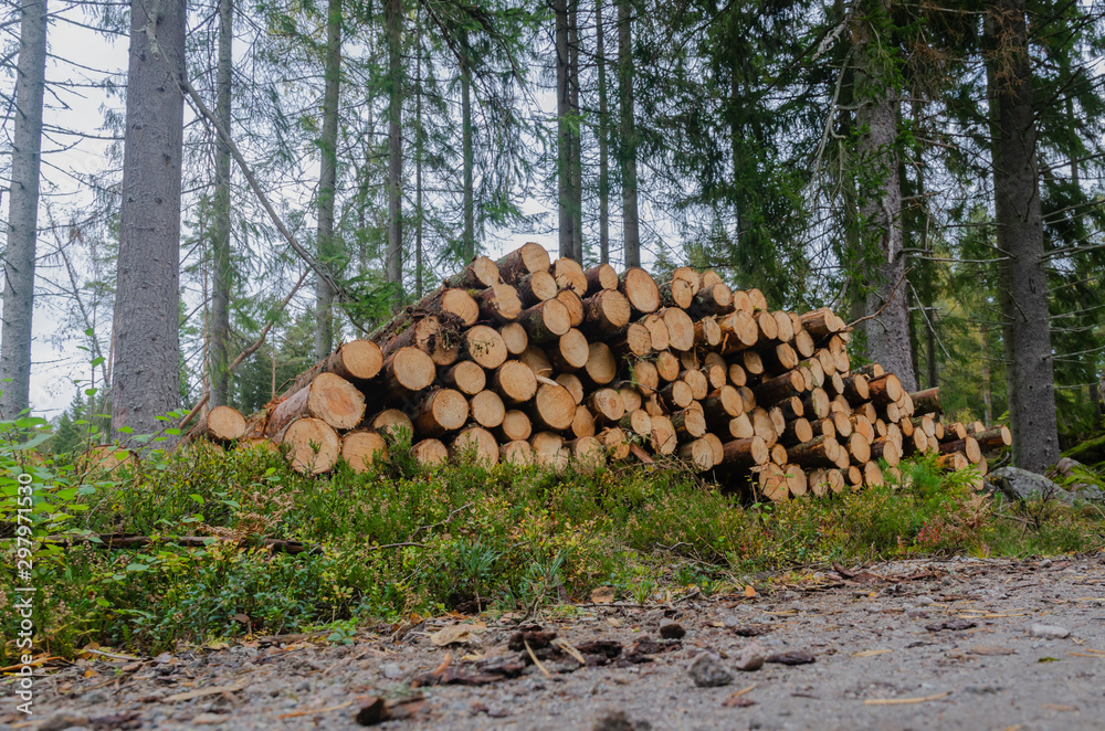 Timberstack among spruce trees by road side