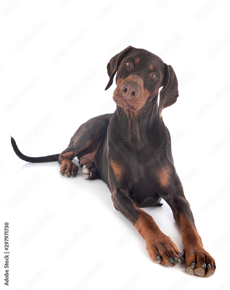 Obraz premium doberman pinscher in studio