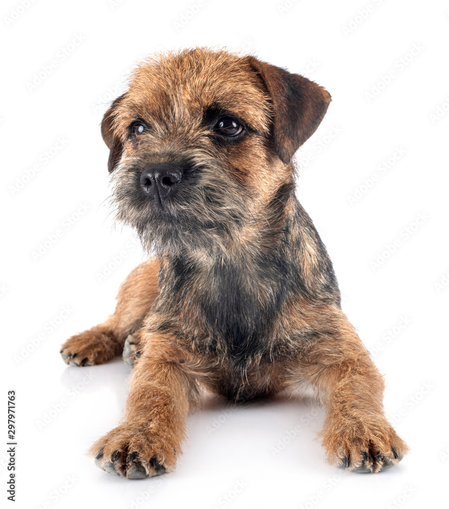 border terrier in studio